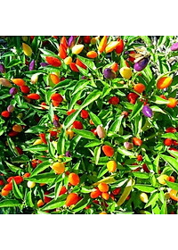 Hạt giống Ớt kiểng nhiều màu - Ớt ngũ sắc VTP80