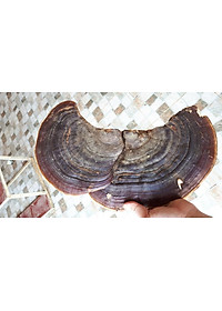 Đặc Sản Kon Tum - Nấm Hồng Chi (Linh Chi Rừng) Việt Nam Hỗ Trợ Hạn Chế U Khối Ác Tính (1Kg) - OCOP 3 Sao