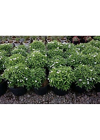 Mai Vạn Phúc - cây cảnh vườn + Tặng phân bón cho cây mau lớn