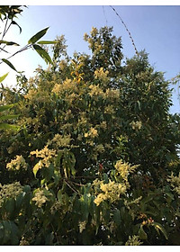 Mật ong rừng Tây Bắc Phúc Khang 140G - Thu hoạch tự nhiên - Nguyên chất - Không nhiễm hóa chất , Kháng sinh , Kim loại nặng , Chất bảo vệ thực vật - Tặng hộp trà sâm hàn quốc 10 gói khi mua từ 3 hũ 