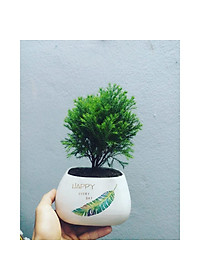 Cây Tùng Bồng Lai - cây cảnh để bàn + tặng phân bón cho cây