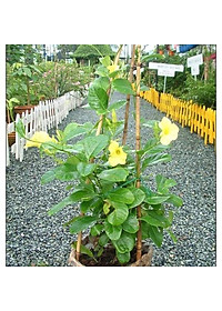 Cây Huỳnh Anh Vàng - cây cảnh vườn + Tặng phân bón cho cây mau lớn