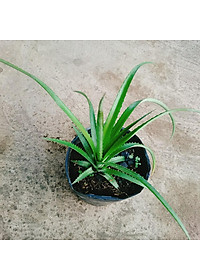 Cây dứa kiểng - cây thơm baby + tặng phân bón