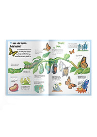 Sách Em muốn biết vì sao nhện giăng tơ và những câu hỏi khác về các loài côn trùng