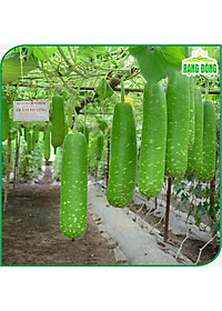 Hạt Giống Bầu Sao Lai F1 Trái Dài, Siêu Đậu Trái, Dễ Trồng - Hạt giống Rạng Đông