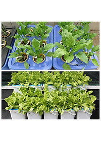 Bộ 1 chậu trồng rau ăn lá thủy canh tĩnh Growbox Leafy Kit 1 Hợp Trí Không bao gồm phân bón thủy canh