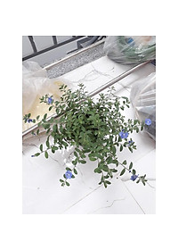 Hoa Thanh Tú - cây cảnh vườn + Tặng phân bón cho cây mau lớn