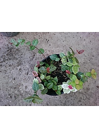 Cây thằn lằn cẩm thạch ( cây thằn lằn leo tường ) + tặng phân bón cho cây