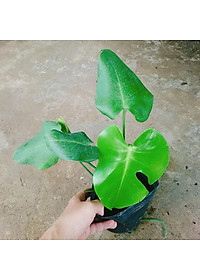 Trầu Bà Lá Xẻ - trầu bà nam mỹ - cây cảnh để trong nhà + tặng phân bón cho cây mau lớn