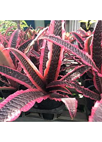 Cây Dứa Hồng Phụng - cây cảnh để trong nhà - tặng phân bón cho cây mau lớn