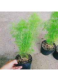 Cây Tùng Nam Mỹ - cây cảnh trong nhà