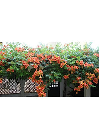 Cây hoa đăng tiêu - cây cảnh vườn + tặng phân bón cho cây