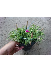 Cây hoa mười giờ mỹ - cây cảnh vườn + tặng phân bón cho cây