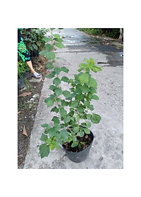 Cây Huyền Trân Công Chúa - cây cảnh đẹp + tặng phân bón cho cây mau lớn