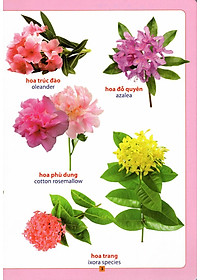 Sách Từ Điển Bằng Hình - Hoa, Quả, Rau, Củ