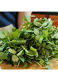 Hạt Giống Xà Lách Xoong Mỹ RADO 704 - 1gr - Dạng lá tròn, thân hơi tím, có rễ phụ, vị thơm, cây cao trung bình 28-35 cm