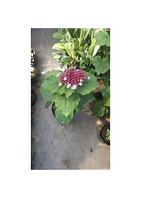 Cây trang thơm - cây cảnh để trong nhà + tặng phân bón cho cây