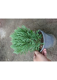 Cây Tùng Bồng Lai - cây cảnh để bàn + tặng phân bón cho cây