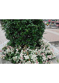 Cây thằn lằn cẩm thạch ( cây thằn lằn leo tường ) + tặng phân bón cho cây