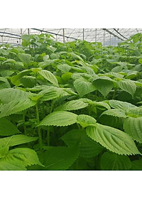 Hạt giống rau thơm mè Hàn Quốc - SESAME - Tía tô Hàn Quốc VTS91