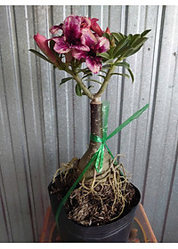 Cây Sứ Thái Kép Hoa Tím - cây cảnh để trong nhà + tặng phân bón cho cây