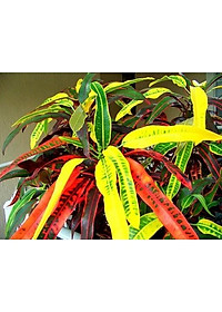 Cây lá màu gia huy - cây cảnh để trong nhà + tặng phân bón cho cây