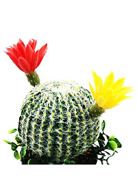 product-img-1