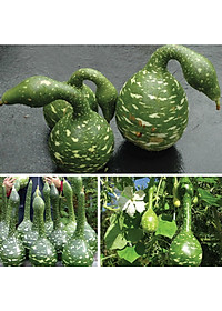 Hạt giống bầu Thiên Nga VTS60