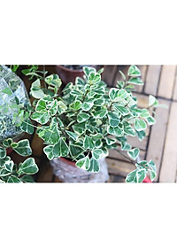 Cây bàng cẩm thạch - cây cảnh để bàn + tặng phân bón cho cây