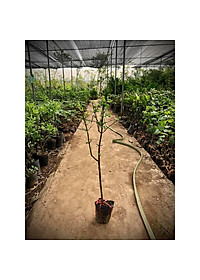 product-img-2