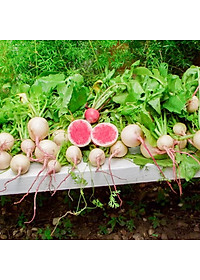 Hạt giống Củ Cải Ruột Hồng Rado 109 - 1gr - ủ tròn, độ đồng đều cao, vỏ trắng xanh, ruột hồng