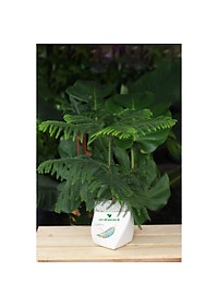 product-img-7
