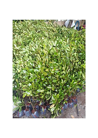 Cây cà na thái giống - Cà na tứ quý - cây ăn quả + tặng phân bón cho cây