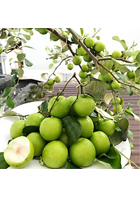 Cây Táo Thái Lan Siêu Trái - cây cảnh vườn