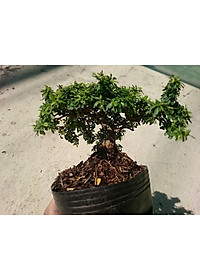 Cây Linh Sam Bonsai - cây cảnh bonsai + tặng phân bón cho cây