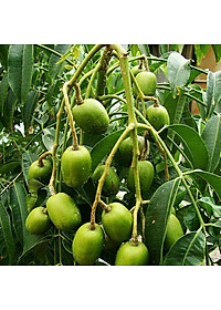 Cây cóc thái + Tặng phân bón cho cây mau lớn