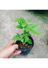 Cây phúc bồn tử ( cây mâm xôi ) - cây cảnh vườn + tặng phân bón cho cây