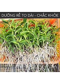 [Quà Tặng] Kích thích ra rễ cực mạnh ROOTKING lọ 20ml, dùng giâm chiết cành, kích rễ, hàng công ty