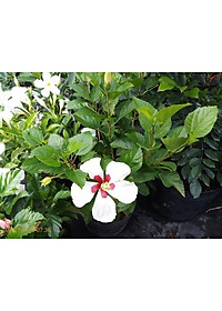 Cây Hoa Dâm Bụt Trắng - cây cảnh vườn + Tặng phân bón cho cây mau lớn