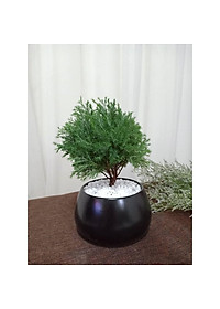 Cây Tùng Bồng Lai - cây cảnh để bàn + tặng phân bón cho cây