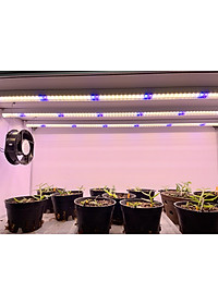 Đèn LED Trồng Cây, Đèn LED Trồng Rau Trong Nhà
