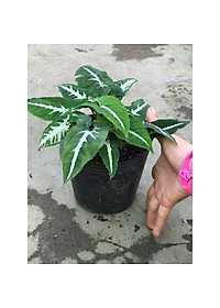 Trầu Bà Nhung - cây cảnh để bàn + Tặng phân bón cho cây mau lớn