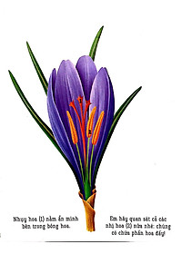 Sách Những Khám Phá Đầu Tiên Của Tớ: Hoa