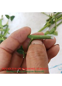 Bột Kích Ra Rễ Israel cho cây Thân Gỗ Hormoril T6 (T with Fungicide)
