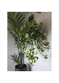 Cây trầu bà cẩm thạch - trầu bà ngọc thủy - cây cảnh để bàn + tặng phân bón cho cây