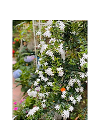 Cây nguyệt quế leo - cây cảnh vườn + tặng phân bón cho cây