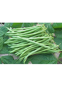 Hạt giống đậu cove hạt trắng dạng leo VTS66