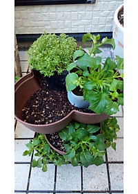 Chậu trồng cây cảnh 03 khoang Yamada 4L làm từ nhựa PP cao cấp cứng cáp, độ bền cao - nội địa Nhật Bản