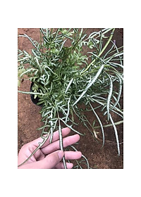 Cây Lữ Phụng Tiên - cây cảnh để bàn + tặng phân bón cho cây