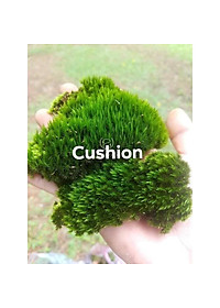 Rêu dùng cho bán cạn, tiểu cảnh (rêu nhung, trác bá, đầu trắng, weeping...)